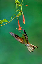 Buff-tailed coronet hummingbird (Boissonneaua flavescens) hummingbird adult male   feeding on flower, Guango Lodge,  Ecuador.