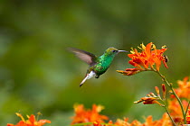 Coppery-headed hummingbird (Elvira cupreiceps) adult male, Bosque de Paz, Costa Rica.