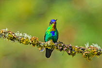 Fiery-throated hummingbird (Panterpe insignis) adult male perched, Sevegre Valley, Costa Rica.