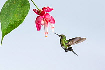 Green thorntail hummingbird (Discosura conversii) hummingbird feeding at flower, Milpe,  Ecuador