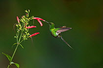 Green thorntail hummingbird (Discosura conversii) hummingbird adult male, feeding from plant, Milpe,  Ecuador.
