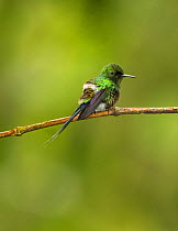 Green thorntail hummingbird (Discosura conversii) hummingbird adult male, Milpe, Ecuador.