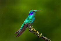 Green violet-ear hummingbird (Colibri thalassinus) hummingbird adult male. Sevegre Valley, Costa Rica