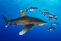 Oceanic whitetip shark (Carcharhinus longimanus) accompanied by a group of Pilotfish (Naucrates ductor). Rocky Island, Egypt. Red Sea