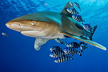 Oceanic whitetip shark (Carcharhinus longimanus) accompanied by a group of Pilotfish (Naucrates ductor). Rocky Island, Egypt. Red Sea