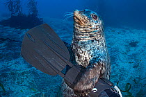 Harbor seal (Phoca vitulina) investigating a diver's fin Santa Barbara Island, Channel Islands. California, USA. North East Pacific Ocean.  Model released.