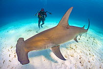 Diver (Predrag Vuckovic) is dwarfed by Great hammerhead shark (Sphyrna mokarran). This species can reach over 6m in length. South Bimini, Bahamas. The Bahamas National Shark Sanctuary. Gulf Stream, We...
