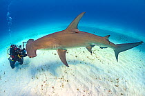 Diver (Predrag Vuckovic) with large female Great hammerhead shark (Sphyrna mokarran) South Bimini, Bahamas. The Bahamas National Shark Sanctuary. Gulf Stream, West Atlantic Ocean.