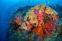 Colourful reef scene with Leather corals (Sarcophyton sp.), Soft corals (Dendronephthya sp.) Seafans (Melithea sp.) and fish, including Magenta slender anthias (Luzonichthys waitei) and Scalefin anthi...