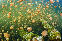 Aggregation of Golden jellyfish (Mastigias sp.) above a fallen tree, Jellyfish Lake, Eil Malk island, Rock Islands, Palau. Tropical north Pacific Ocean.