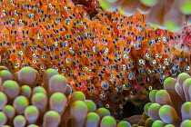 Clark's anemonefish (Amphiprion clarkii) eggs in late stage development, laid between folds in an anemone. Dauin, Dumaguete, Negros, Philippines. Bohol Sea, Tropical West Pacific Ocean.