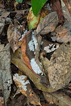Leaf litter and fungal mycelium in primary rain forest, Sabah, Borneo.