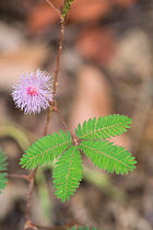 Sensitive plant (Mimosa pudica) with leaves open. Sabah, Borneo. Sequence 1 of 2