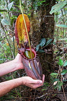 Pitcher plant (Nepenthes rajah) held in human hand, Mount Kinabalu, Sabah, Borneo.