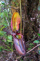 Pitcher plant (Nepenthes rajah) Mount Kinabalu, Sabah, Borneo.