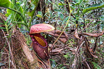 Pitcher plant (Nepenthes rajah) Mount Kinabalu, Sabah, Borneo.