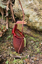 Pitcher Plant (Nepenthes x kinabaluensis) a natural hybrid species. Mount Kinabalu, Sabah, Borneo.