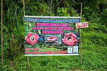Sign for Rafflesia in flower (Rafflesia keithii), Sabah, Borneo. September 2015.