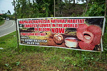 Sign for Rafflesia in flower (Rafflesia keithii), Sabah, Borneo. September 2015.