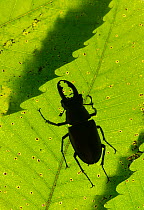 Stag beetle (Lucanus cervus) male silhouetted against leaf, controlled conditions.