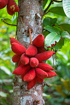 Kelumpang Sarawak tree (Sterculia megistophylla) close up of seeds, botanic garden, Sabah, Borneo.