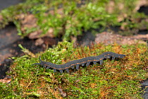 Velvet worm (Peripatus novaezealandiae) captive, from New Zealand.