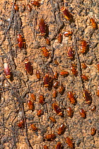 American cockroaches (Periplaneta americana) on wall of cave, Gomantong Cave, Sabah, Borneo