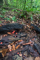 Cup fungi (Cookenia sp) on forest floor, Sabah, Borneo.