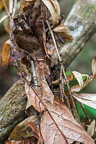 Dead-leaf mantis (Deroplatys dessicata) camouflaged on leaf, Sabah, Borneo.
