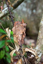 Dead-leaf mantis (Deroplatys dessicata) camouflaged on leaf, Sabah, Borneo.