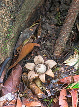 Earthstar fungus (Geastrum sp) in primary rain forest, Sabah, Borneo