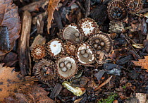 Fluted bird's nest fungus (Cyathus striatus) Sussex, England, UK. October.