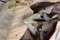 Hawk moth (Marumba juvencus) camouflaged on leaf litter, Sabah, Borneo