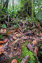 Bornean horned frog (Megophrys nasuta) camouflaged in leaf litter of primary rain forest. Sabah, Borneo.