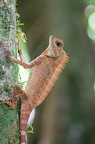 Borneo angle headed / Long crested forest dragon (Gonocephalus bornensis) Danum Valley, Sabah, Borneo.