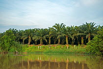 Palm oil plantation extending to bank of river. Kinabatangan river, Sabah, Borneo. September 2015.