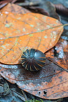 Pill millipede (Glomeridae), rolled into defensive ball. Danum Valley, Sabah, Borneo