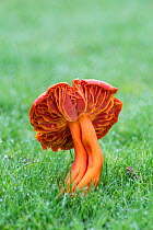 Scarlet waxcap  (Hygrocybe coccinea) in grass, Sussex, England, UK. November.