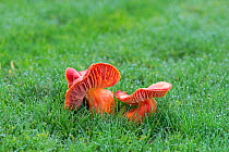 Scarlet waxcap  (Hygrocybe coccinea) in grass, Sussex, England, UK.  November.