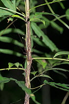 Long legged centipede (Scutigera sp) Sabah, Borneo.