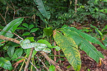 Wagler's pit viper (Tropidolaemus wagleri) on branch, Sabah, Borneo