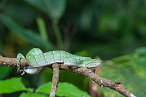 Wagler's pit viper (Tropidolaemus wagleri) on branch, Sabah, Borneo