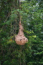Hornet nest (Vespa affinis) Kinabatangan River, Sabah, Borneo