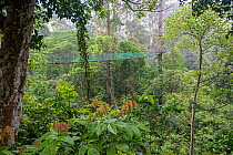 Rainforest canopy walkway, Sabah, Borneo, September 2015.