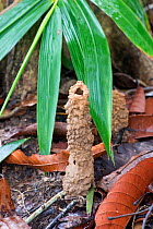 Cicada turret, or chimney, formed by underground larva. Sabah, Borneo.