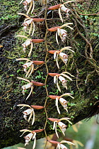 Orchid (Coelogyne rhabdobulbon) Mount Kinabalu, Sabah, Borneo.