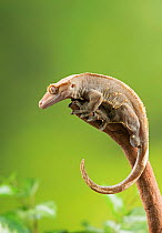 Crested gecko, (Correlophus ciliatus) captive, native to New Caledonia.