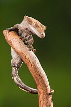 Crested gecko, (Correlophus ciliatus) captive, native to New Caledonia.