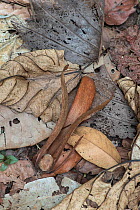 Winged Seed of Dipterocarp tree (Shorea sp.)  on forest floor, Danum Valley, Sabah, Borneo