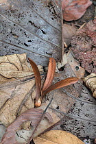 Winged Seed of Dipterocarp tree (Shorea sp.)  on forest floor, Danum Valley, Sabah, Borneo